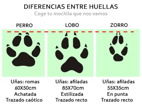 huella lobo|¿Cuál es la diferencia entre la huella de lobo y la del perro ...